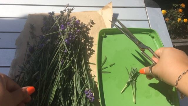 Собираем урожай Лаванды в средней полосе России. Летняя обрезка лаванды. Размножение лаванды смотреть онлайн