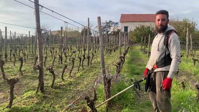 Agriturismo Villa Spadara: le vigne Ischia смотреть онлайн