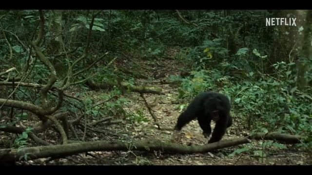 Империя шимпанзе Русский трейлер Сериал 2023 (Netflix) смотреть онлайн