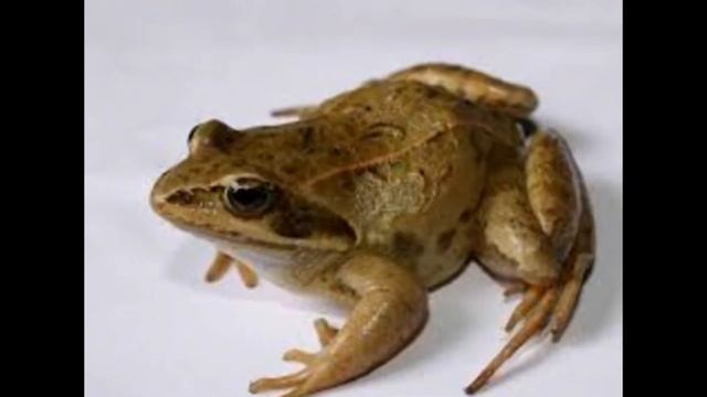 Как говорят животные смотреть онлайн