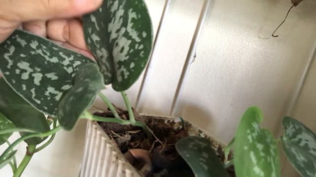 Scindapsus Pictus | Silver vine varieties@passion at60 смотреть онлайн