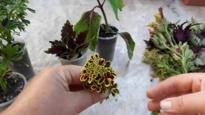 Как сохранить зимой колеусы и нарастить пышные роскошные кустики?