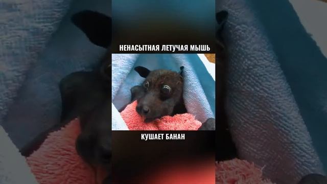 Ненасытная летучая мышь кушает банан ?? смотреть онлайн