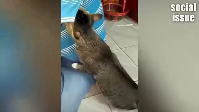 КОТ ВЕСЕЛЬЧАК ОЧЕНЬ СМЕШНЫЕ ЖИВОТНЫ 2 смотреть онлайн