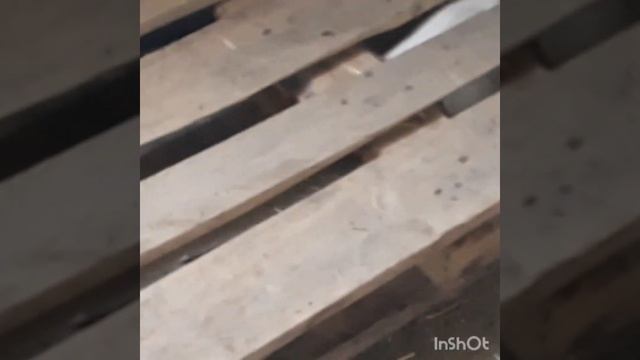 .Косячный метод разведения нутрий (загонный). Создали 2 новую семью нутрий. Лимонный саме смотреть онлайн