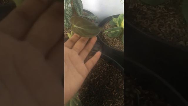 Tanaman hias philodendron melanochrysum смотреть онлайн