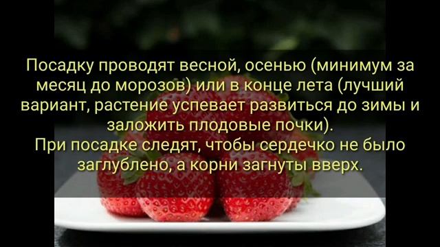 Клубника?сорт Бравура (Bravura)– перспективная новинка 2020г. Описание, характеристика, уход!!! смотреть онлайн