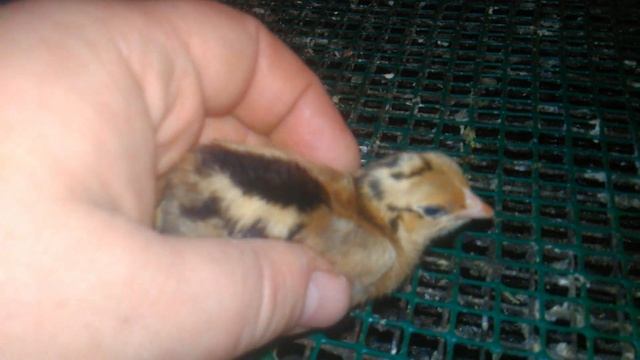 Инкубационное яйцо русской белой и котляревской породы кур из генофонда Сергиев Посад. Итог.24.04.2 смотреть онлайн