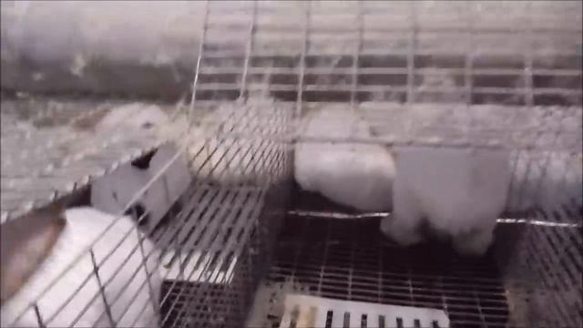 Калифорнийский кролик. Вес в 4 месяца. смотреть онлайн