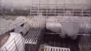 Калифорнийский кролик. Вес в 4 месяца.