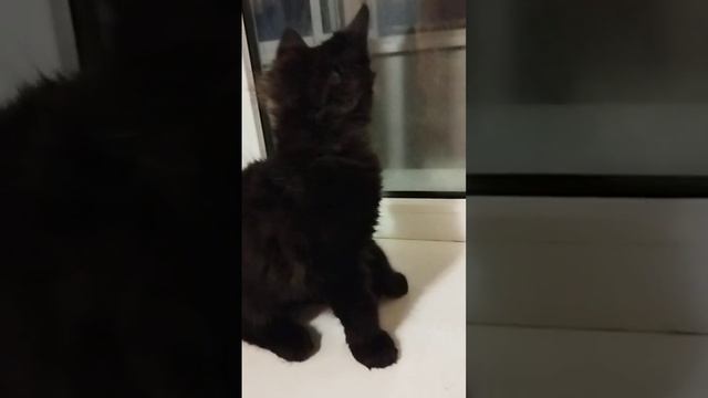 Котёнок породы МЕЙН-КУН, черный солид. Уголёк, очень красивый мальчик. Вырастет огромным гигантом!! смотреть онлайн