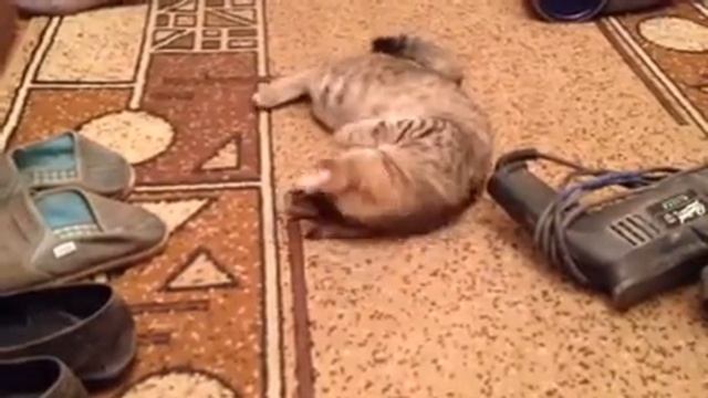 У кошки весеннее обострение!!! смотреть онлайн