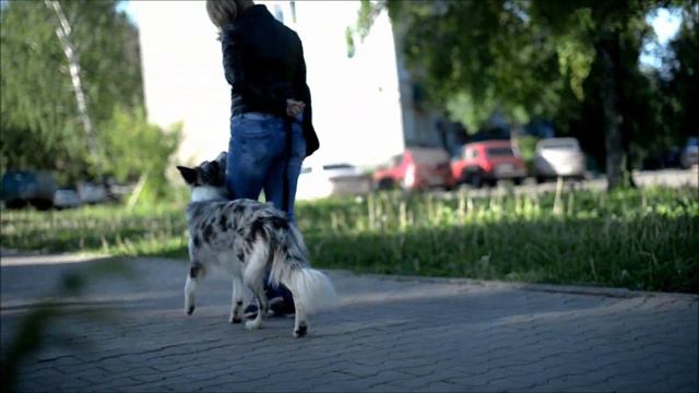 Border collie King of the speed Vertex (Robin) - 18 months смотреть онлайн