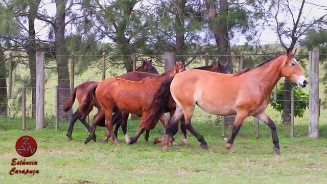 LOTES 01 E 02 - RZ ESTÁ SOLA II DA CARAPUÇA | RZ DESTAPE DA CARAPUÇA смотреть онлайн