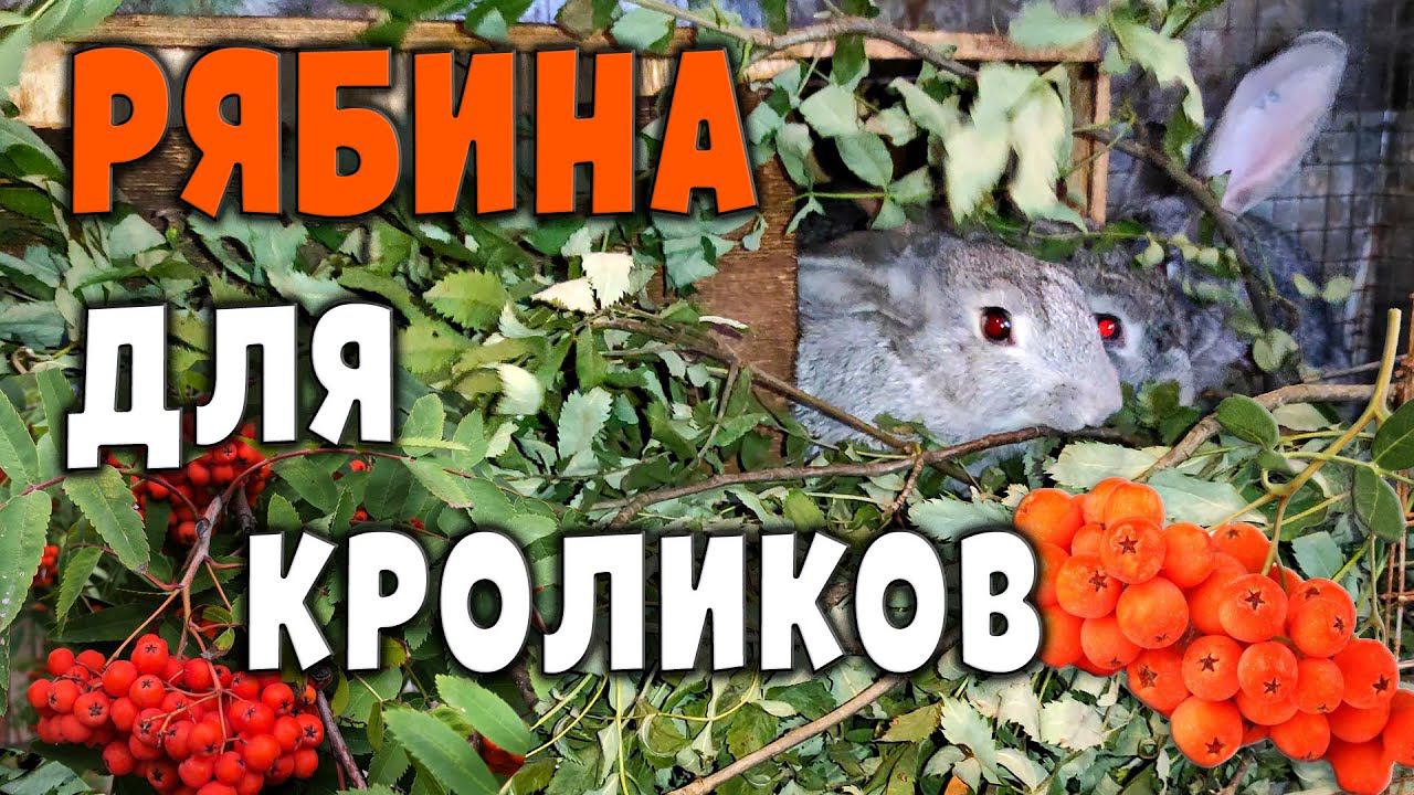 Рябина для кроликов смотреть онлайн