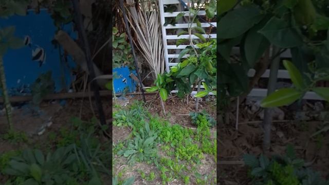 Коты гуляют зимой в саду. Cute cats in winter garden. Lustige katzen. Kucing lucu. Gatos graciosos смотреть онлайн