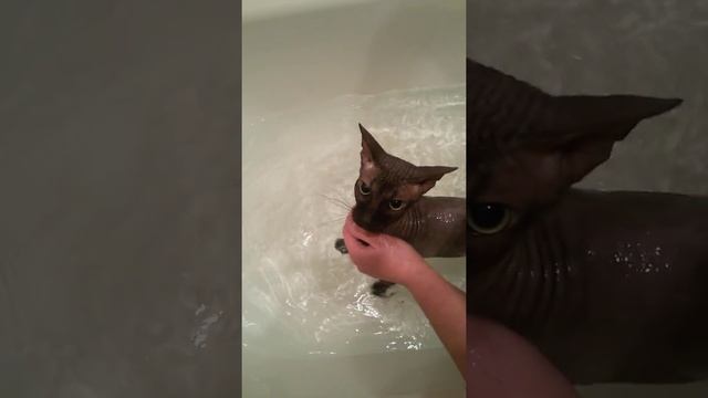 Купание кота породы Донской сфинкс смотреть онлайн