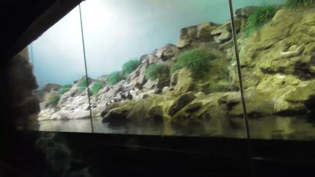 супер отпуск на канарских островах ,тенерифе,лоро парк смотреть онлайн