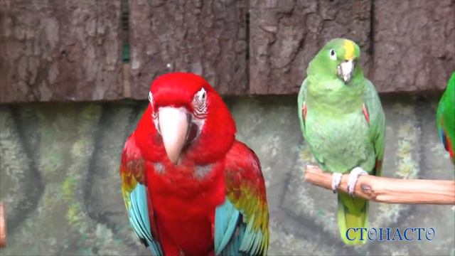 Геленджик / Парк Олимп / Экзотариум и Зоопарк смотреть онлайн