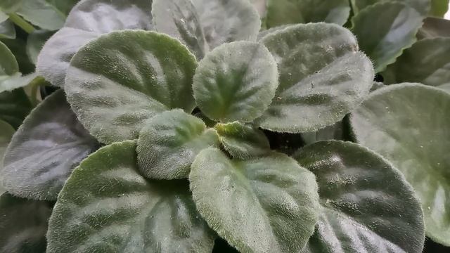 ЧТО СТАЛО С ФИАЛКАМИ ЧЕРЕЗ МЕСЯЦ !!! смотреть онлайн