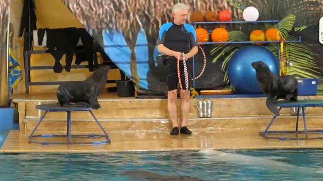 Дельфинарий на Фучика СПб Представление 24.08.2014 смотреть онлайн