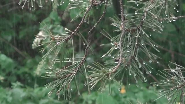 ☘ Весенний чай с цветами и травами смотреть онлайн