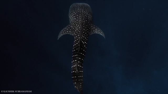 Emerging Whale Shark | 4K Wildlife Footage смотреть онлайн