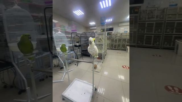 Большой желтохохлый какаду, в зоомагазине, конец психике #дубай #dubai смотреть онлайн