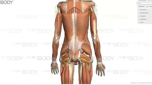 Zygote Body2 Orbit Tutorial смотреть онлайн