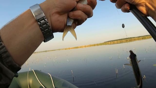 Закинул поплавок в КАМЫШИ , СРАЗУ ЗАКЛЕВАЛО ! Рыбалка на поплавочную удочку с лодки . Рыбалка 2021 смотреть онлайн