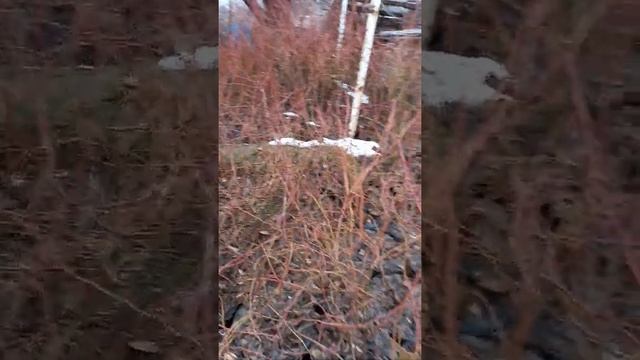 Как зимует голубика в контейнерах. смотреть онлайн