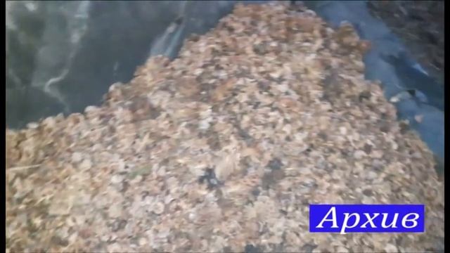 Приближается сезон сбора кедрового ореха. смотреть онлайн