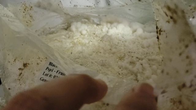 MASSIVE Italian Oyster Mushroom Harvest смотреть онлайн