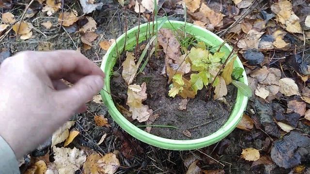 ☼посадка проросших за лето саженцев дуба из ботанического сада ВДНХ смотреть онлайн