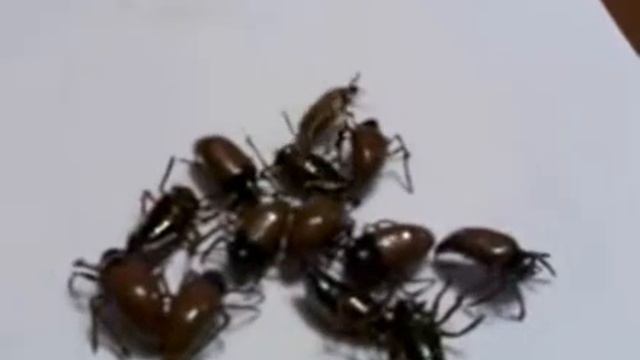 Самодельный майский жук на голавля смотреть онлайн