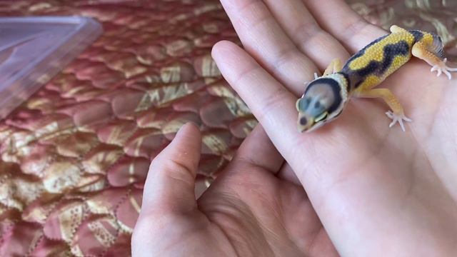 Сяо и Масянька 🐍 🦎#маисовый полоз #эублефар смотреть онлайн