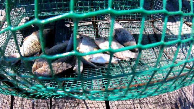 Рыбалка На Кубарь Морду Вершу Карась Жиробас смотреть онлайн