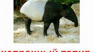 Животные непарнокопытные и мозоленогие звук