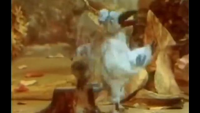 Кудрявый ёж и белая ворона VS Nayer Pitbull Mohombi-Suavemente