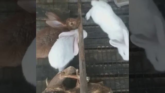 Кролики. Кролики и крольчата грызут доски. Грызуны. смотреть онлайн