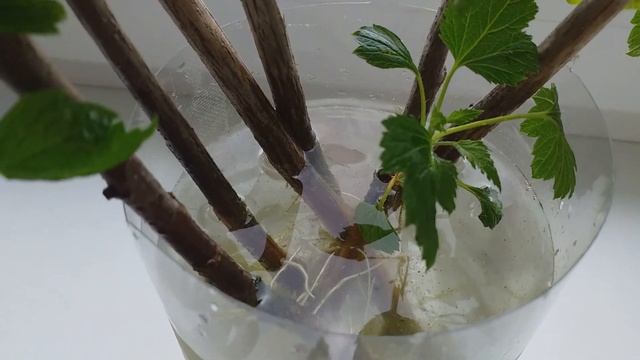 Как укоренить смородину на подоконнике в любое время года