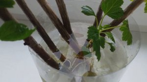 Как укоренить смородину на подоконнике в любое время года