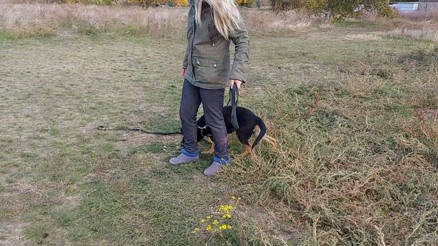 Розплідник Wolf'sfelzem, службові німецькі вівчарки, сука 4 місяці, вибір цуценя смотреть онлайн