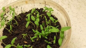 МОЖНО ЛИ СЕЯТЬ СВЕЖИЕ СЕМЕНА ТОМАТОВ? Ольга Чернова.