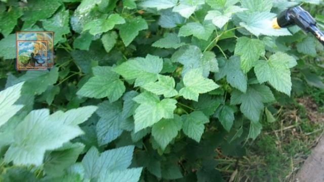 ОБРАБОТКА БЕЗ ХИМИИ .ТЛЯ ЭТОГО БОИТСЯ КАК ОГНЯ- ВСЯ ОСЫПЕТСЯ МГНОВЕННО.КОПЕЕЧНОЕ НАРОДНОЕ СРЕДСТВО.