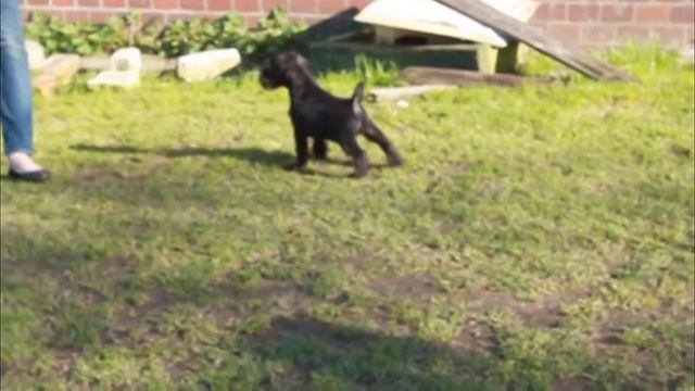 Питомник "Из Идилии Контрастов" смотреть онлайн