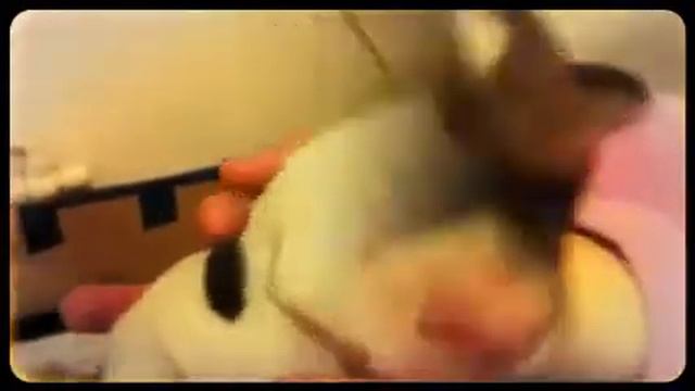 джек рассел смотреть онлайн