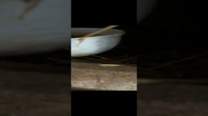 Утренний сбор яиц 🥚🥚🥚 #куры #chicken