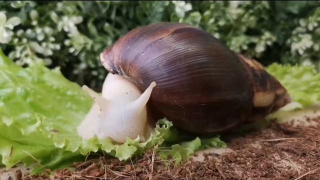 Ахатина купить смотреть онлайн