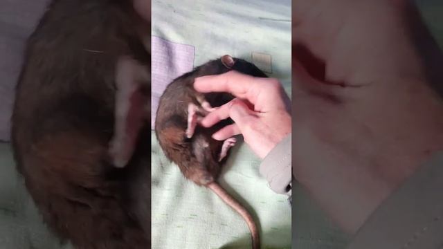 Happy rat 55 #respect #домашниеживотные #rat #крыса #грызуны #rodents #pets #funny #games смотреть онлайн